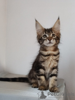 Photo №4. I will sell maine coon in the city of Warsaw. private announcement - price - 1186$