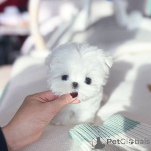 Photo №2 to announcement № 172069 for the sale of maltese dog - buy in Germany breeder