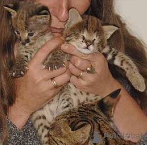 Photo №1. savannah cat - for sale in the city of OSLO | 774$ | Announcement № 160450