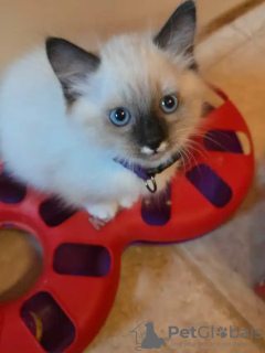 Photo №1. ragdoll - for sale in the city of Москва | 450$ | Announcement № 113474