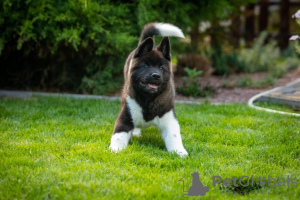 Additional photos: American Akita puppies