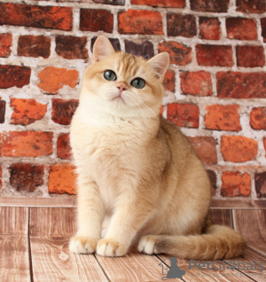 Photo №1. british shorthair - for sale in the city of Donetsk | negotiated | Announcement № 36893