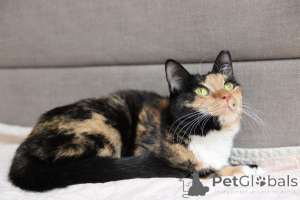 Photo №2 to announcement № 164182 for the sale of  - buy in Belarus from the shelter