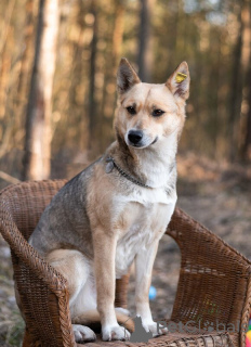 Photo №4. I will sell non-pedigree dogs in the city of Москва.  - price - Is free