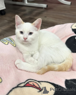 Photo №3. Domestic cat. Germany