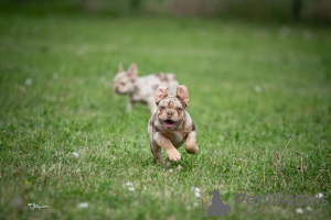 Photo №2 to announcement № 99152 for the sale of french bulldog - buy in Serbia breeder