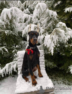 Photo №2 to announcement № 77299 for the sale of dobermann - buy in Serbia breeder