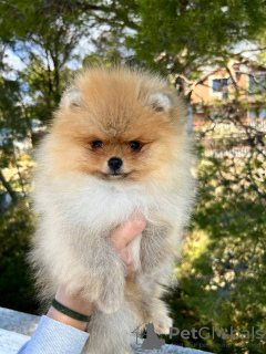Photo №1. pomeranian - for sale in the city of Bar | 1691$ | Announcement № 39296
