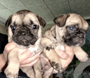 Photo №2 to announcement № 44086 for the sale of french bulldog - buy in Ukraine private announcement