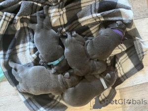 Photo №1. staffordshire bull terrier - for sale in the city of Valmiera | negotiated | Announcement № 159991