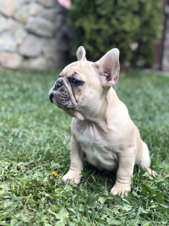 Photo №1. french bulldog - for sale in the city of Kiev | 800$ | Announcement № 6440