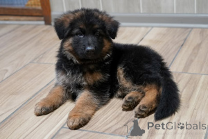 Photo №1. german shepherd - for sale in the city of Munich | negotiated | Announcement № 163074