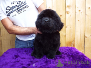 Additional photos: Newfoundland puppies