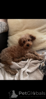 Additional photos: Adoption of Maltipoo (Maltese Bichon; poodle)