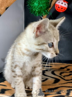 Photo №1. savannah cat - for sale in the city of Port Macquarie | 340$ | Announcement № 100556