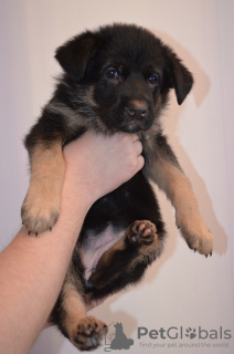 Additional photos: German shepherd puppies