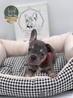 Photo №4. I will sell french bulldog in the city of Москва. from nursery - price - 1080$