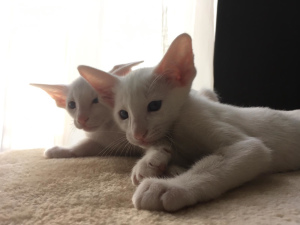 Photo №1. oriental shorthair - for sale in the city of Рига | 423$ | Announcement № 4657