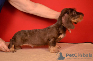 Additional photos: Brown and tan standard wirehaired dachshund puppy