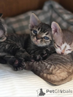 Photo №1. devon rex - for sale in the city of Romeno | negotiated | Announcement № 161174