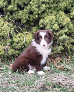 Photo №1. australian shepherd - for sale in the city of Achenkircch | negotiated | Announcement № 171693