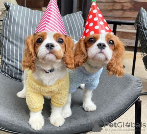 Photo №1. cavalier king charles spaniel - for sale in the city of Kingston | negotiated | Announcement № 51360