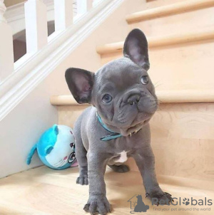 Photo №2 to announcement № 32660 for the sale of french bulldog - buy in Germany private announcement