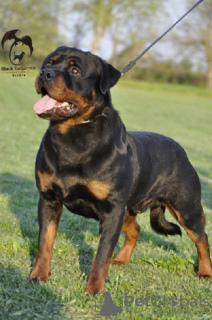 Photo №1. rottweiler - for sale in the city of Zrenjanin | negotiated | Announcement № 95989