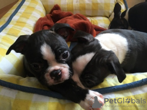 Photo №1. boston terrier - for sale in the city of Тилбург | Is free | Announcement № 123936