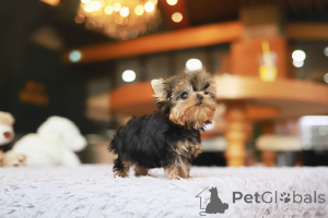 Photo №1. yorkshire terrier - for sale in the city of New Orleans | negotiated | Announcement № 155000