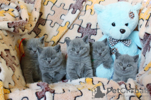 Photo №1. british shorthair - for sale in the city of Москва | 846$ | Announcement № 38078