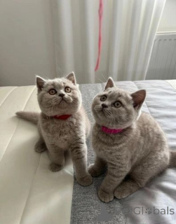 Photo №1. british shorthair - for sale in the city of Antwerp | 413$ | Announcement № 174321