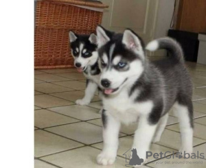 Photo №1. siberian husky - for sale in the city of Warsaw | 317$ | Announcement № 57364