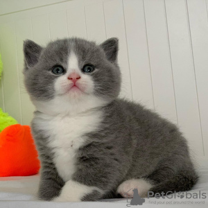 Photo №1. british shorthair - for sale in the city of New York | 300$ | Announcement № 43791