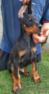 Photo №4. I will sell dobermann in the city of Sremska Mitrovica. breeder - price - negotiated
