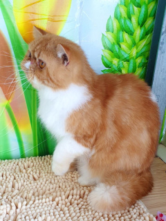 Photo №4. I will sell exotic shorthair in the city of Tiraspol. from nursery - price - 217$