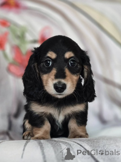 Photo №1. dachshund - for sale in the city of Helsinki | 774$ | Announcement № 163150