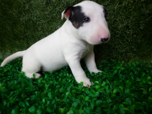 Photo №1. bull terrier - for sale in the city of Moscow | 700$ | Announcement № 370