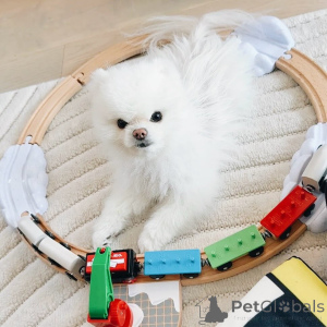 Photo №1. pomeranian - for sale in the city of Jerusalem | 2800$ | Announcement № 140597