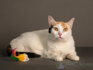 Photo №4. I will sell  in the city of Moskova. private announcement - price - Is free