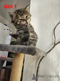 Photo №4. I will sell maine coon in the city of Murau. breeder - price - 362$