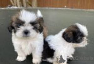 Photo №3. Shih tzu puppies for adoption. Germany