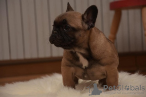 Photo №4. I will sell french bulldog in the city of Kruševac. breeder - price - negotiated