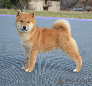 Photo №3. Shiba Inu puppies. Serbia