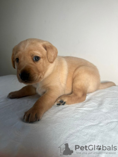 Photo №3. Zwarte Labradoodle-pups te koop. Netherlands