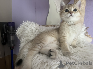 Photo №3. BKH Kitten family tree golden girls ready to pick up. Germany