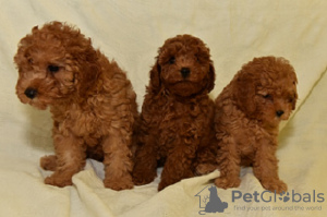 Additional photos: Miniature poodle