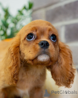 Photo №2 to announcement № 157215 for the sale of cavalier king charles spaniel - buy in Switzerland private announcement