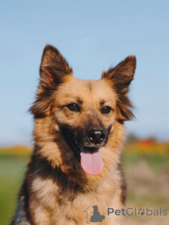 Photo №4. I will sell non-pedigree dogs in the city of Voronezh. private announcement - price - Is free