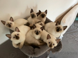 Photo №2 to announcement № 125372 for the sale of siamese cat - buy in Germany private announcement